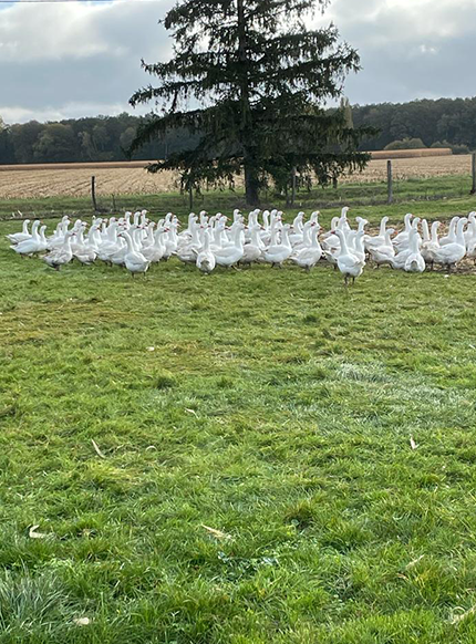 La Ferme de la Tuilerie : ferme avicole dans le Loiret en région Centre & Île-de-France
