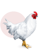 La Ferme de la Tuilerie : vente poulet à la ferme dans le Loiret en région Centre & Île-de-France