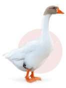 La Ferme de la Tuilerie : vente de volailles dans le Loiret en région Centre & Île-de-France