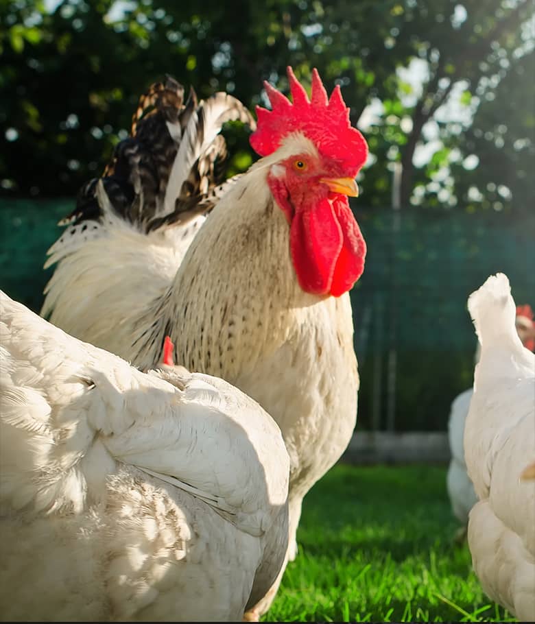 La Ferme de la Tuilerie : élevage de volailles dans le Loiret en région Centre & Île-de-France