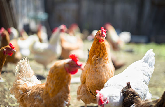 La Ferme de la Tuilerie : abattoir volaille dans le Loiret en région Centre & Île-de-France