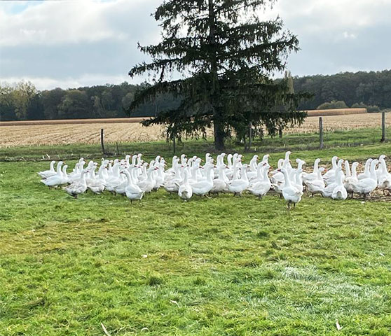 La Ferme de la Tuilerie : abattoir volaille dans le Loiret en région Centre & Île-de-France