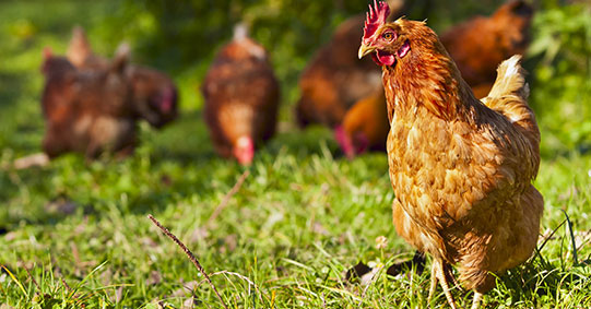 La Ferme de la Tuilerie : élevage et vente de volailles dans le Loiret en région Centre & Île-de-France